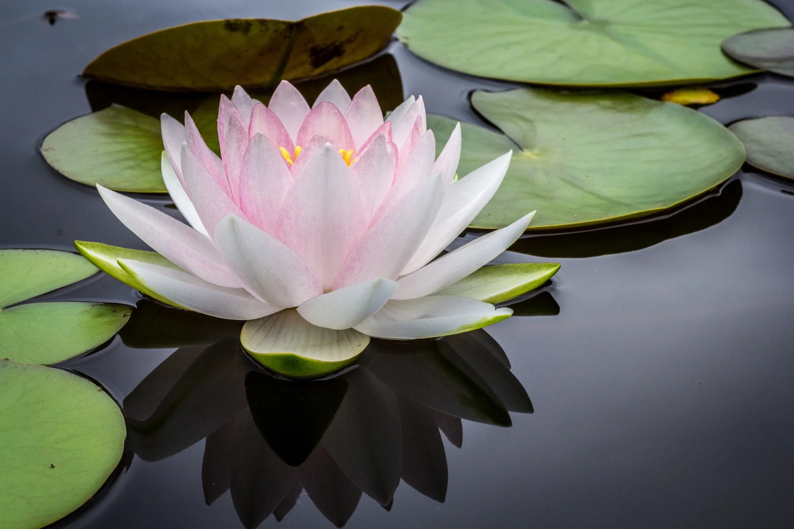 Get Started with Mindfulness Course